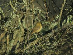 Sporophila caerulescens