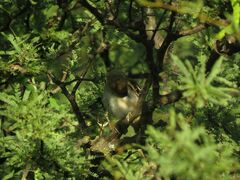 Cranioleuca pyrrhophia