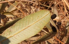 Ozoroa paniculosa paniculosa