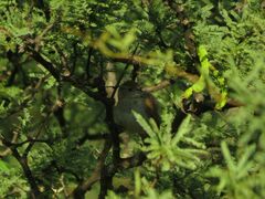 Cranioleuca pyrrhophia