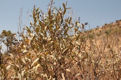 Ozoroa paniculosa paniculosa