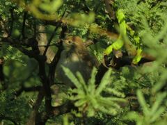 Cranioleuca pyrrhophia