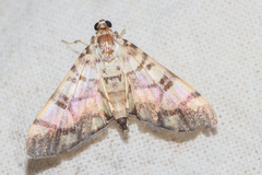 Pardomima distortana