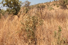 Ozoroa paniculosa paniculosa
