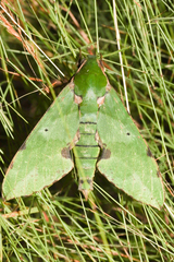 Euchloron megaera