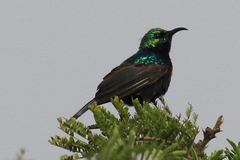 Cinnyris bifasciatus