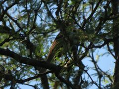 Thamnophilus caerulescens