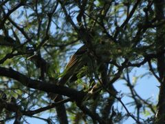 Thamnophilus caerulescens