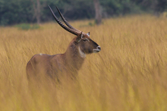 Kobus ellipsiprymnus defassa