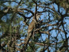 Coccyzus melacoryphus