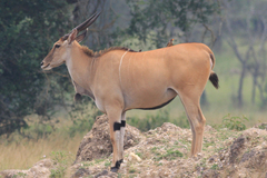 Tragelaphus oryx pattersonianus