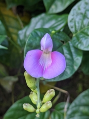 Canavalia cathartica