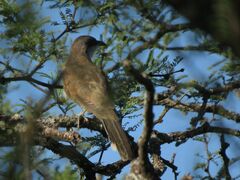 Coccyzus melacoryphus