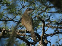 Coccyzus melacoryphus