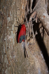 Phauda flammans