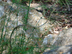 Oxybelis microphthalmus