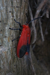 Phauda flammans