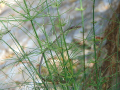 Oxybelis microphthalmus