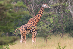 Giraffa camelopardalis rothschildi