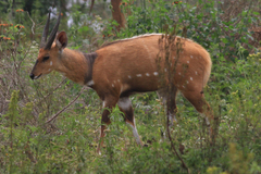 Tragelaphus scriptus bor
