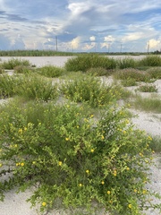 Rayjacksonia phyllocephala