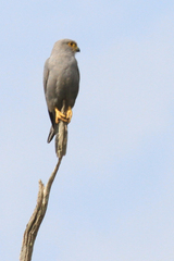 Falco ardosiaceus
