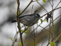 Conirostrum leucogenys