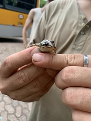 Leptodactylus gracilis