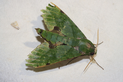 Euchloron megaera
