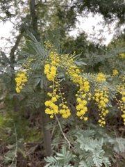 Acacia baileyana