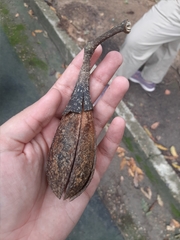 Cedrela fissilis