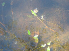 Potamogeton polygonifolius