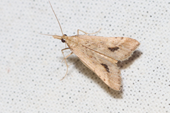 Diasemia monostigma