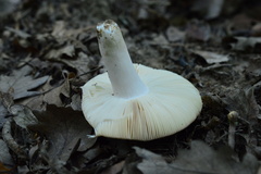 Russula ionochlora