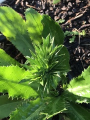 Eryngium foetidum