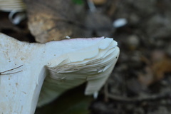 Russula ionochlora