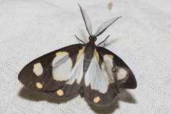 Terina charmione