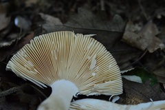 Russula ionochlora