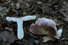 Russula ionochlora
