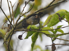 Conirostrum leucogenys