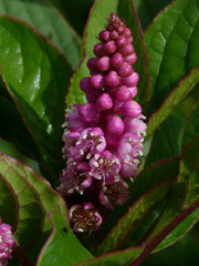 Phytolacca bogotensis