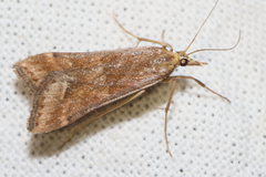 Diasemia