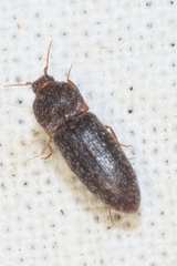 Agrypninae
