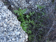 Pholistoma auritum arizonicum