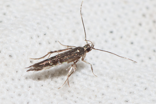 Cosmopterix emmolybda