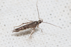 Cosmopterix