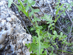 Pholistoma auritum arizonicum