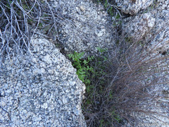 Pholistoma auritum arizonicum