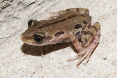 Kassina senegalensis