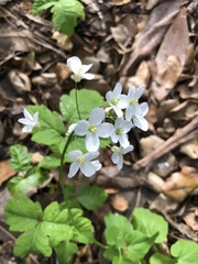 Cardamine californica